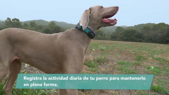 Kolyy: Collar GPS para Perros con localización en Tiempo Real y