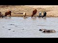 Crocodiles Catch Cow Then Hippos Steal It!