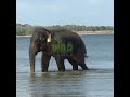 Wild elephant coming out of the lake | Jungle Animals | 象| الفيل | Wildlife | Animaux #shorts