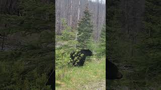 Close-up Encounter With a Black Bear