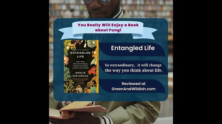 Entangle life Book Review by Amy Lou Jenkins