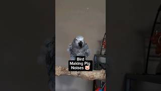 Bird Makes Pig Sounds #animals #pets #birds #funny #amazing #parrot #fun #talkingparrot #cute #lol