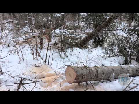 Protecting the Taiga: The Battle Over Illegal Logging in Russia