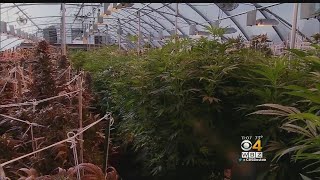 Mass. Lawmakers Reach Deal On Recreational Marijuana Law