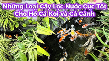 Những Loại Cây Lọc Nước Hồ Cá Koi Cực Tốt - Cách Cây Phát Triển và Không Bị Héo.Hồ Của Anh Hoài.