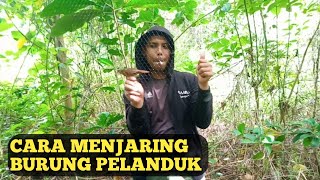 jaring burung pelanduk topi hitam di semak semak