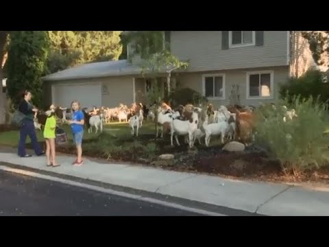 Raw: Idaho neighbourhood wakes up to find lawns overrun by goats