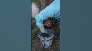 Best Snake Trap For Catch Snake Rainy Season By Ancient Bamboo Tool Trap #shorts