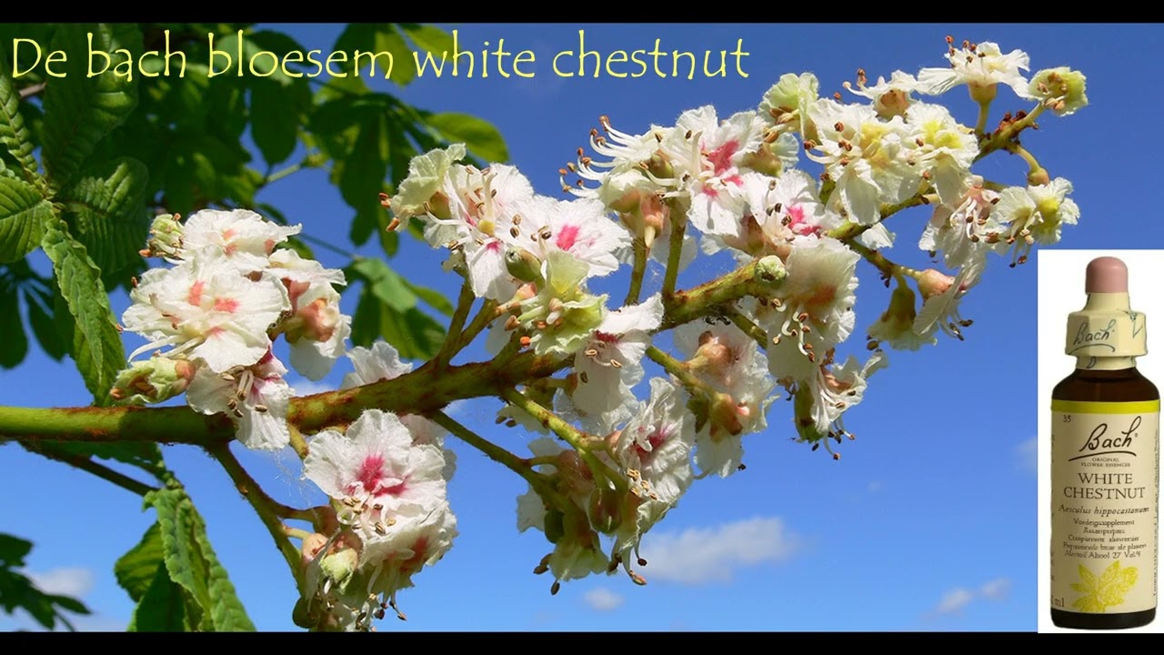 Bach Bloesem White Chestnut tegen Piekeren