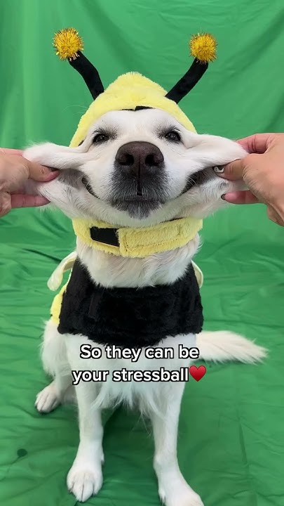 Did You Know Golden Retrievers Have Extra Skin On Their Cheeks dog did-you-know-golden-retrievers-have-extra-skin-on-their-cheeks-dog