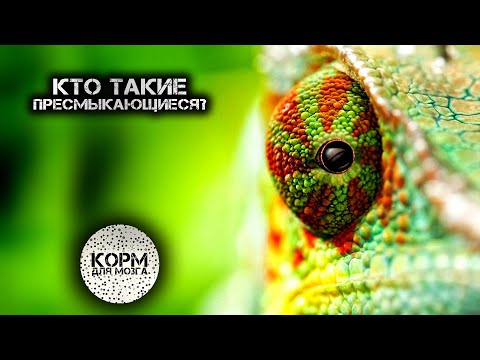 Кто такие пресмыкающиеся?