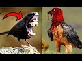 20 oiseaux les plus mortels dont vous devriez vous enfuir
