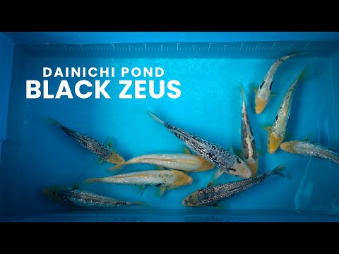 New Variety at Dainichi | Black Zeus Selection | Dainichi Koi Farm