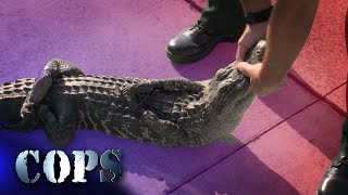 Gator Wrangle, Lee County Sheriff's Office, COPS TV SHOW