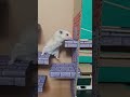 Hamster plays MINECRAFT in real life #shorts