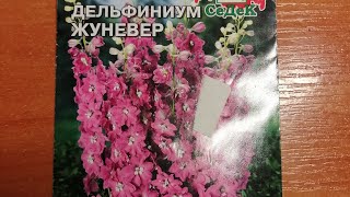 Выращивание дельфиниума из семян. Посев семян на рассаду.