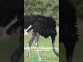birds#shortvideo #facts #terrifyingtales #animals #viralvideo #lifeisbutadream