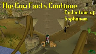 (Hopefully) The Final Cow Facts and Some Strange things in Sophanem
