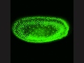 Gastrulation Live Imaging