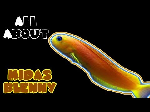 Video: Lahat Tungkol Sa Blenny Fish At Pangangalaga - Pangangalaga Sa Blennioid
