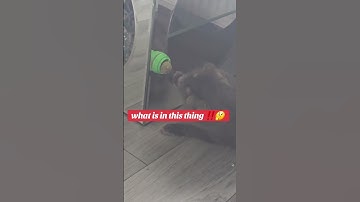 Stop Furniture Scratching with Fun Cat Toys! #cat #cats #catnip #pet