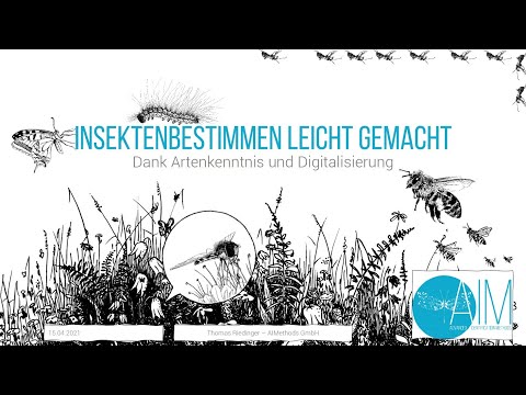 Video: Podalirium-Schmetterling: Beschreibung, Lebenszyklus, Lebensräume. Segelboot Schwalbenschwanz