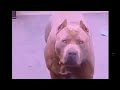 Мой Питбуль My Pitbull купил за 14200 Euro