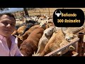 Bañando ganado . Vacas, toros y becerros. Ganadería