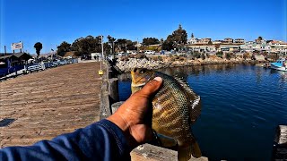 Morro Bay, Ca Pier Fishing!