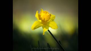 How to edit late Winter/early Spring garden photos in Lightroom - my workflow & editing process screenshot 3