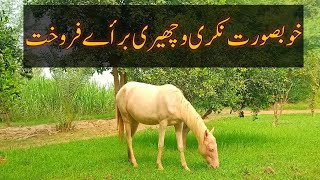 Khobsort Nukri wachaeri for sale | Nukri filly for sale in jhang