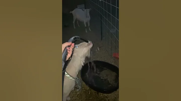 Purple Tulip Family Farm - thirsty goat