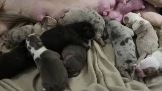 Meet the litter that’s worth 100k XL American Bully ! Meet my dogs! United Kingdom