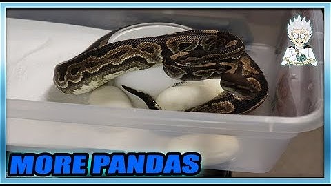 ANGRY Ball Python Mama DID NOT Want Me To Take Her Eggs