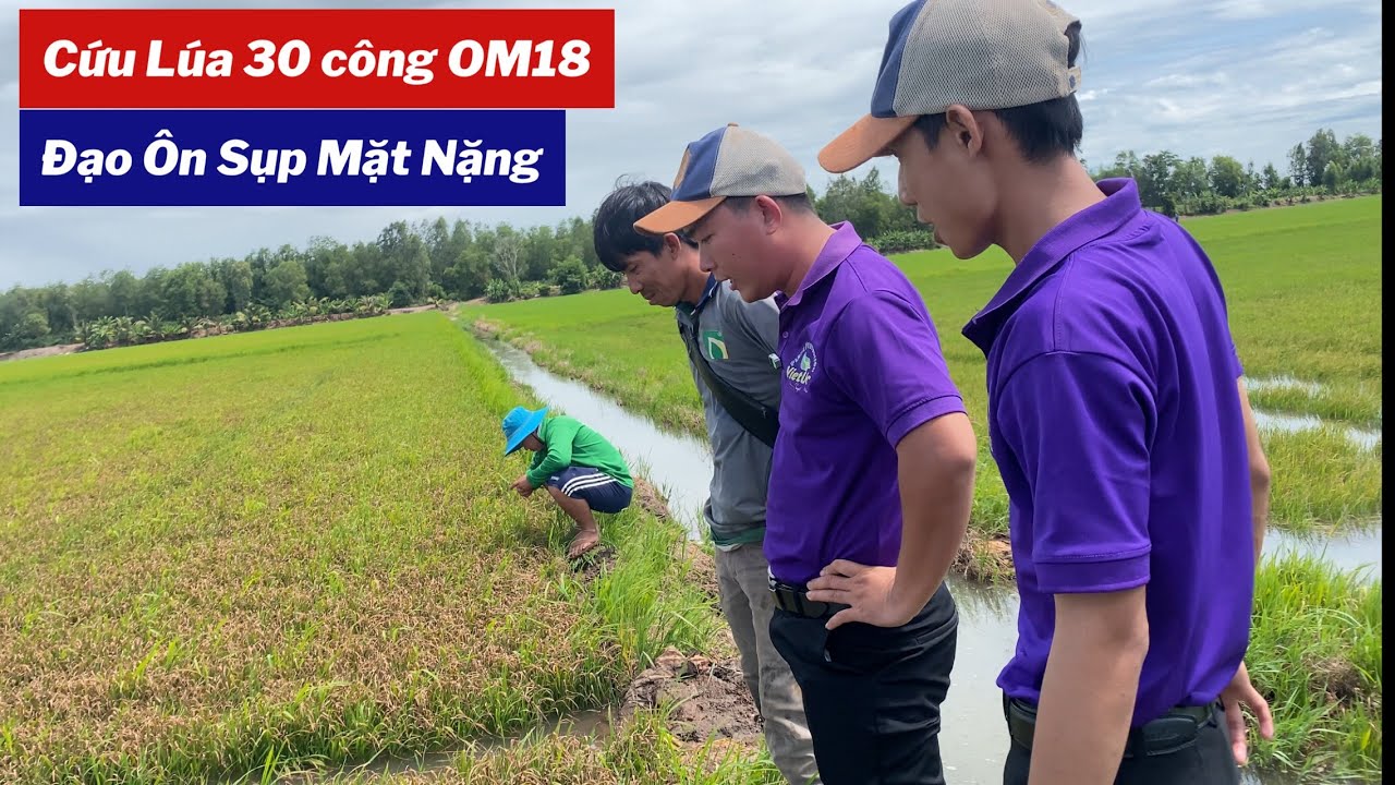 Cứu 30 Công OM18 Đạo Ôn Sụp Mặt + Chết Cây tại Tri Tôn - An Giang 16/9/2025