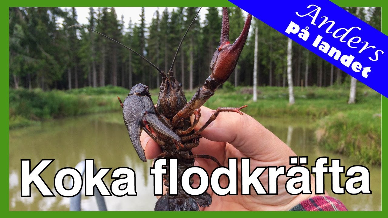 Sista färden från damm till gryta