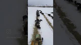 Did you know that cows keep themselves warm in the winter?