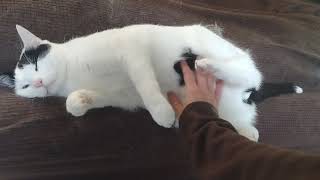 Feisty Baby Belly Rubs and Bites by The Black and White Brigade 1,550 views 4 months ago 56 seconds