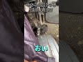 "DAY36"「軽トラは温ったかいにゃ٩( 'ω' )و」 #保護猫 #車猫 #shorts