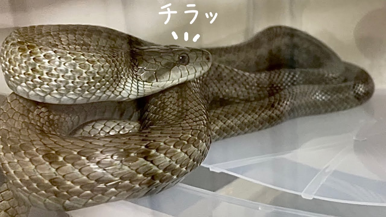 かわいいアオダイショウちゃんが動きまくって水飲み 蛇の飼育 Cute Rat Snake Wandering And Drinking Water Youtube