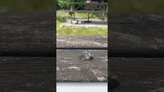 Timelapse of ice cube melting #trending #viral #satisfying #asmr #shorts