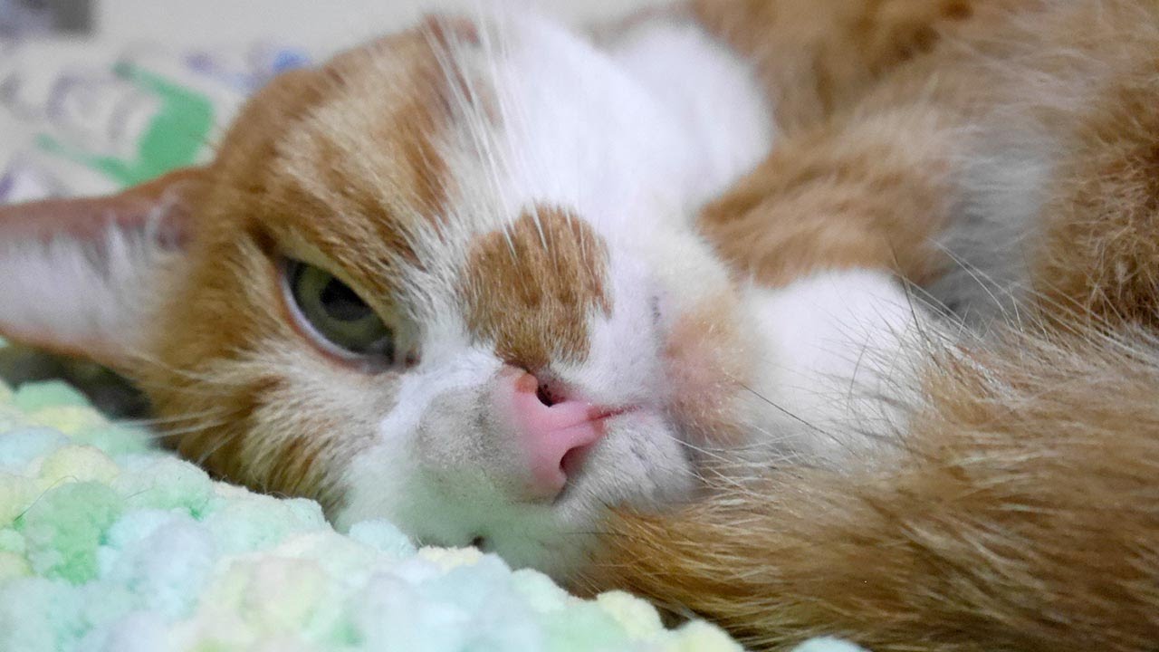 猫カフェ 横浜 甘えん坊の茶トラ猫｢マック｣〜喉を鳴らし理解した? 快適な場所♪　- Tabby Cat Mac understands a comfortable place and purring relaxed