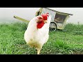 The Internet's Best Mobile Chicken Coop (And I can't believe we just reached 100,000 subscribers!)