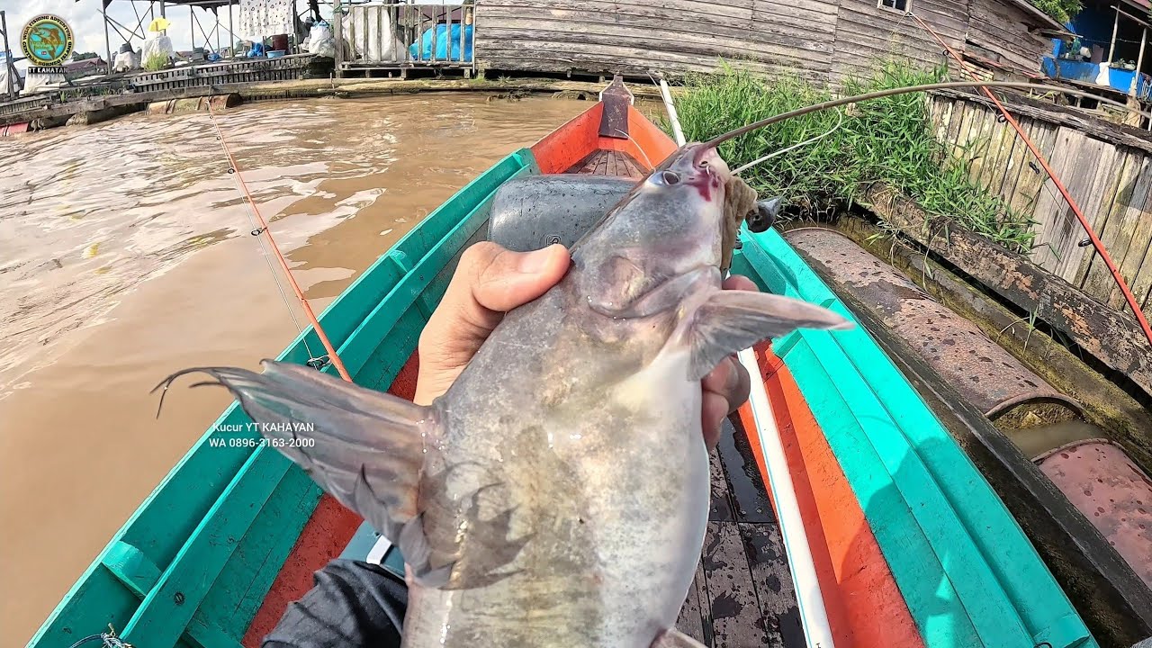FULL KAREJOT !! BAUNG BAUNG JUMBO MULAI LAPAR MANCING BAUNG UMPAN KUCUR YT KAHAYAN