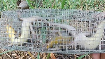 Tham khảo cách vũ đặt rắn mối dính lồng nhiều con,,cần  thời gian anh em à