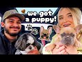 WE GOT A NEW PUPPY!! french bulldog puppy vlog 🐶🐾
