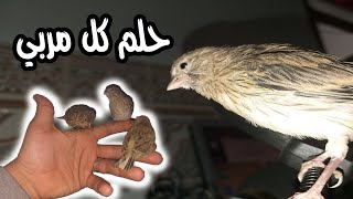 ما شاء الله... ترويض الكناري حلم كل مربي