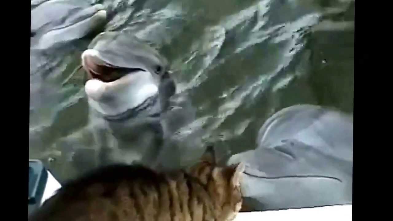 Cat And Dolphins Playing Together