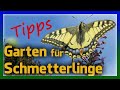 Schmetterlinge im Garten Tipps zum Schmetterlingsgarten mit Schmetterlingspflanzen