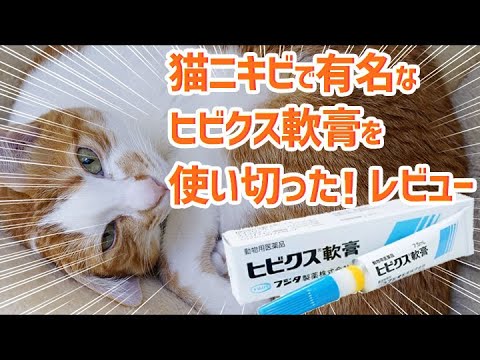猫ニキビ治療に効くというヒビクス軟膏を一本使ってみた I Used One Ointment That Said It Would Treat Cat Acne 猫といっしょ 253 Youtube